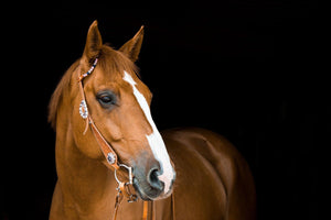 Horse Supplies - Equine Passion
