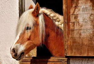 Stable - Equine Passion