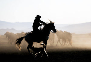 Rider - Equine Passion