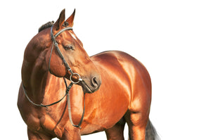 Vitamin & Mineral Supplements - Equine Passion